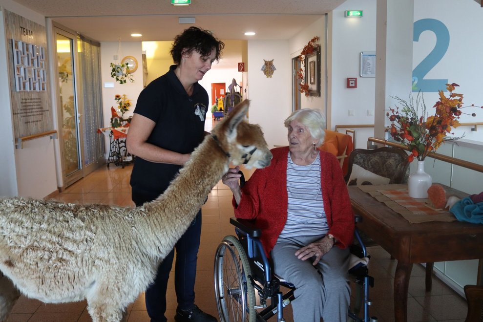 Spannender Besuch - Alpakas im Haus!