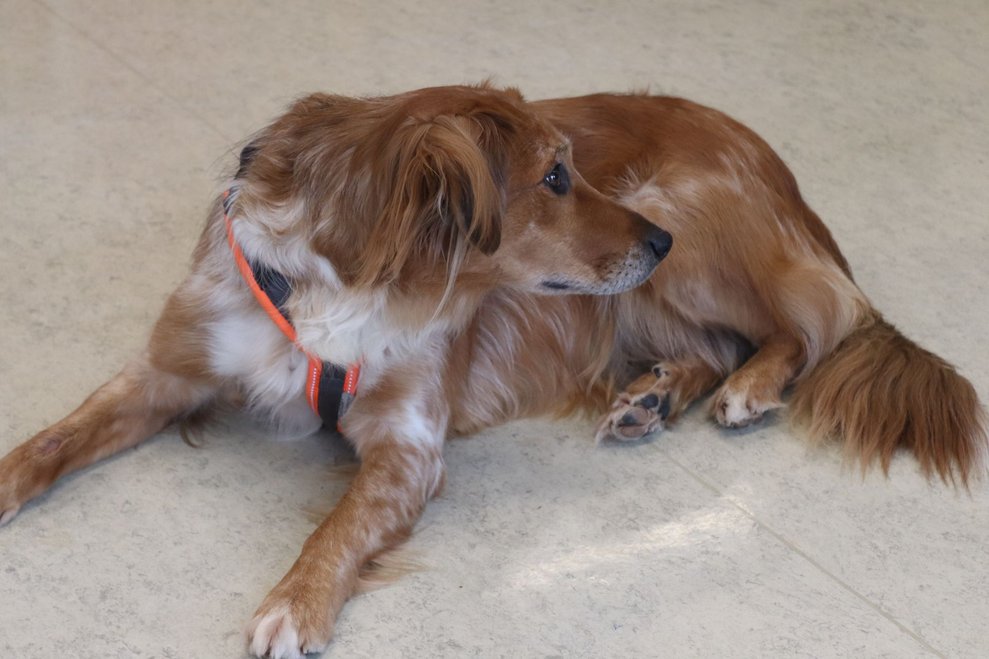 Hundetherapie mit Lucy