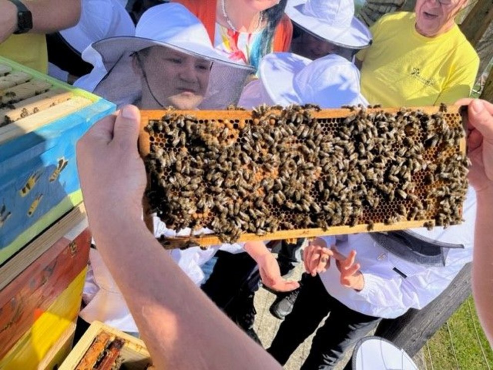 Bienenprojekt