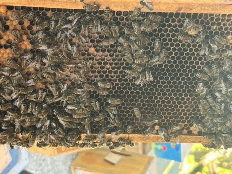 Bienenprojekt