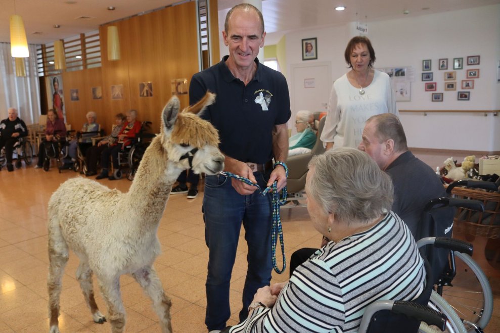 Spannender Besuch - Alpakas im Haus!