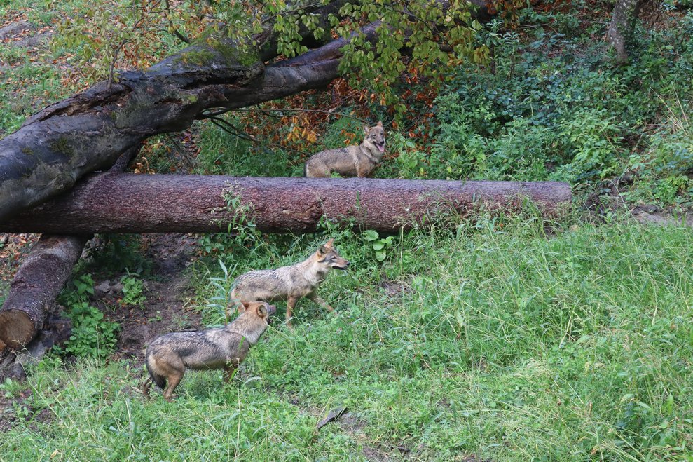 Tierischer Ausflug