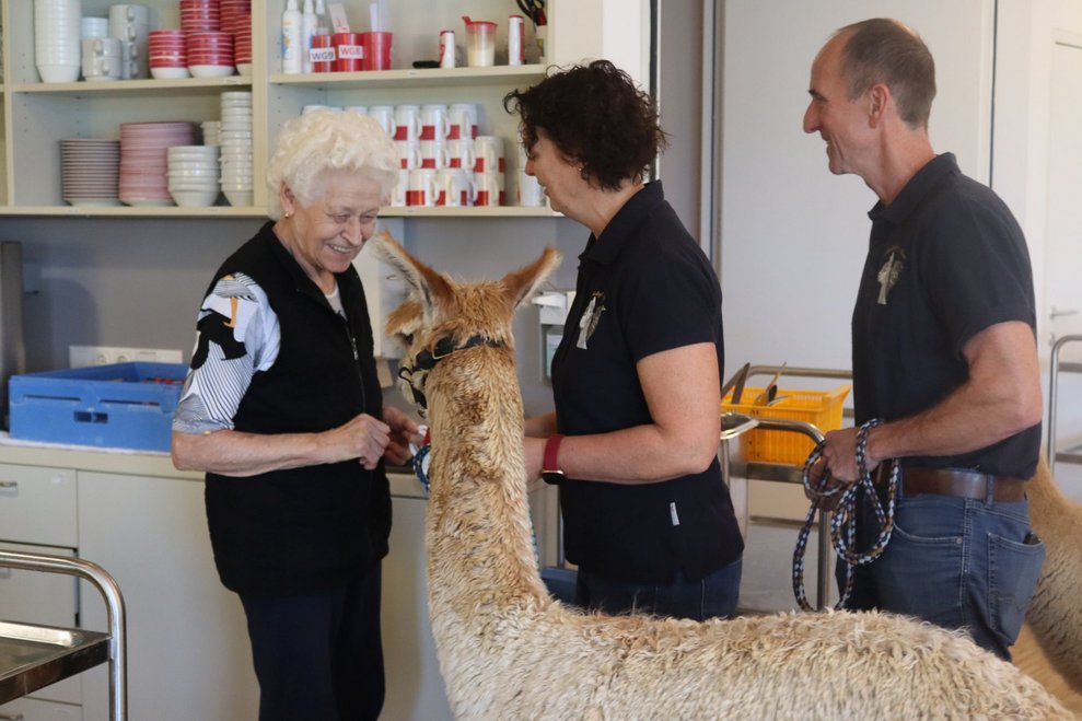 Spannender Besuch - Alpakas im Haus!