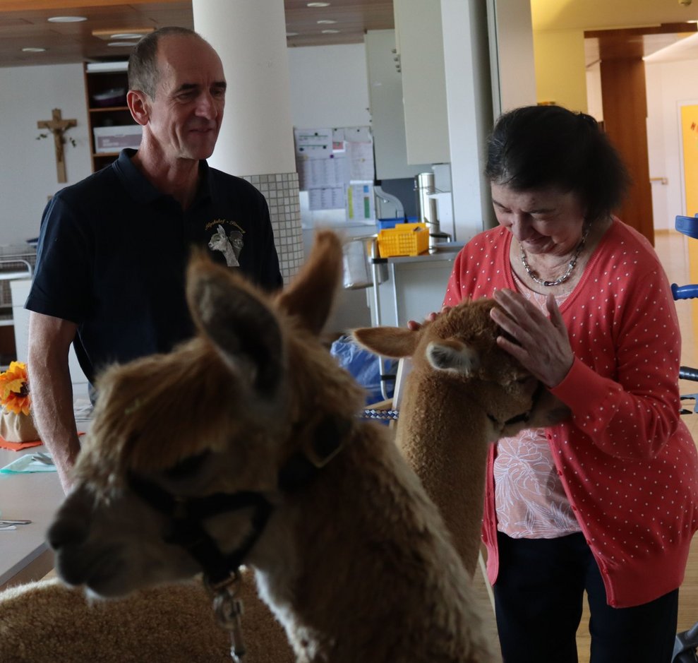 Spannender Besuch - Alpakas im Haus!