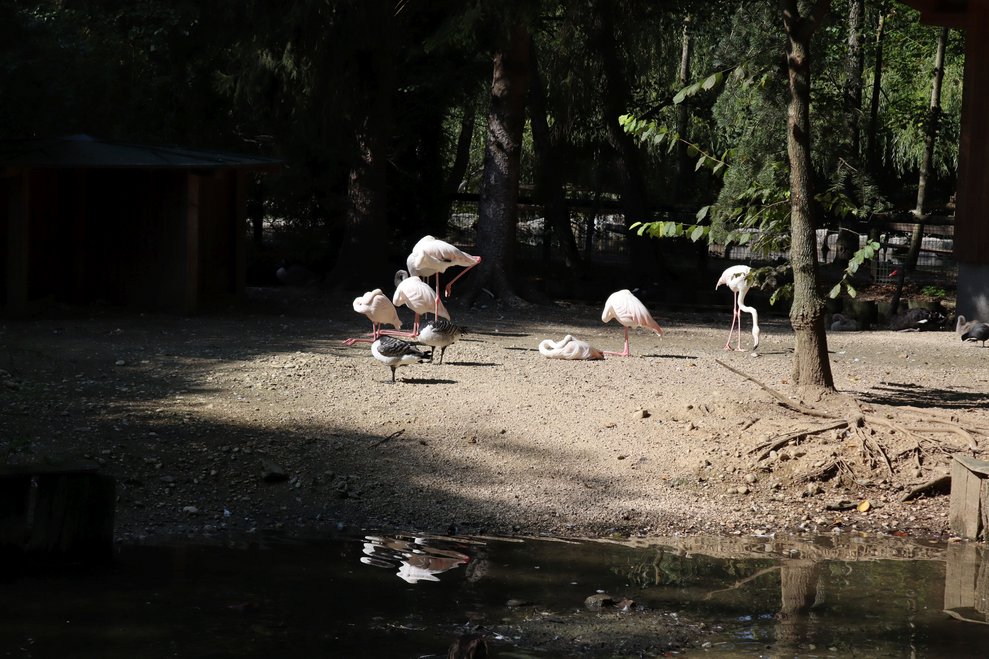 Flamingos