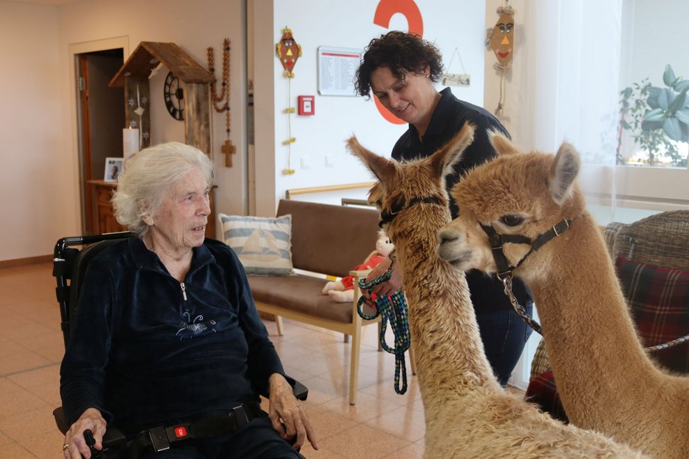 Spannender Besuch - Alpakas im Haus!