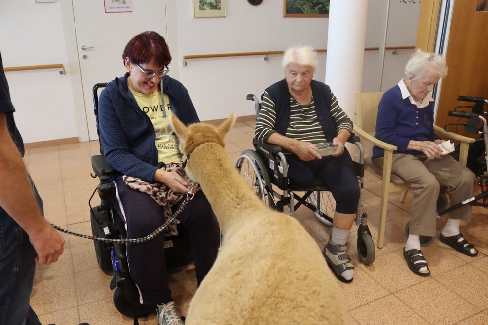 Spannender Besuch - Alpakas im Haus!
