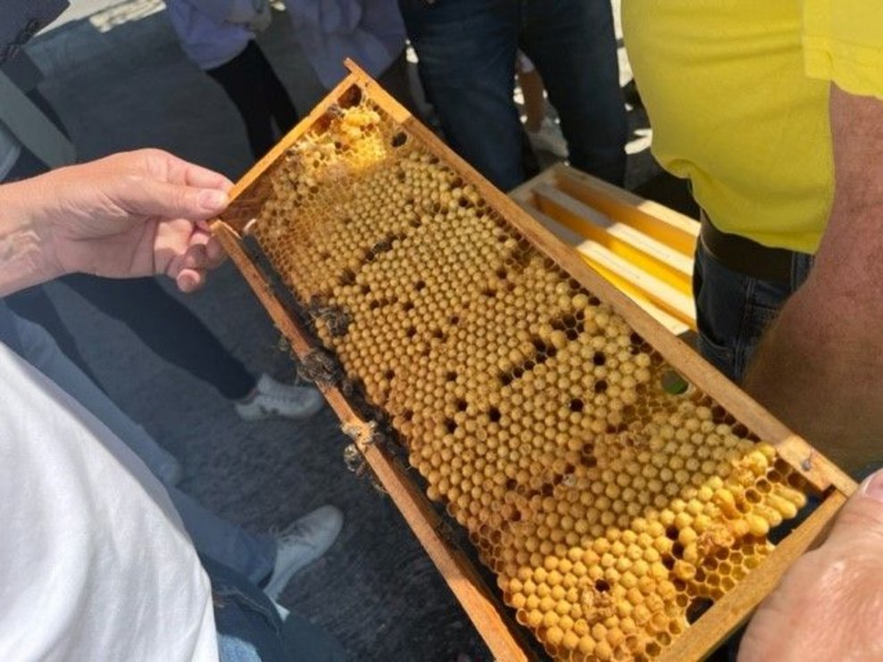 Bienenprojekt