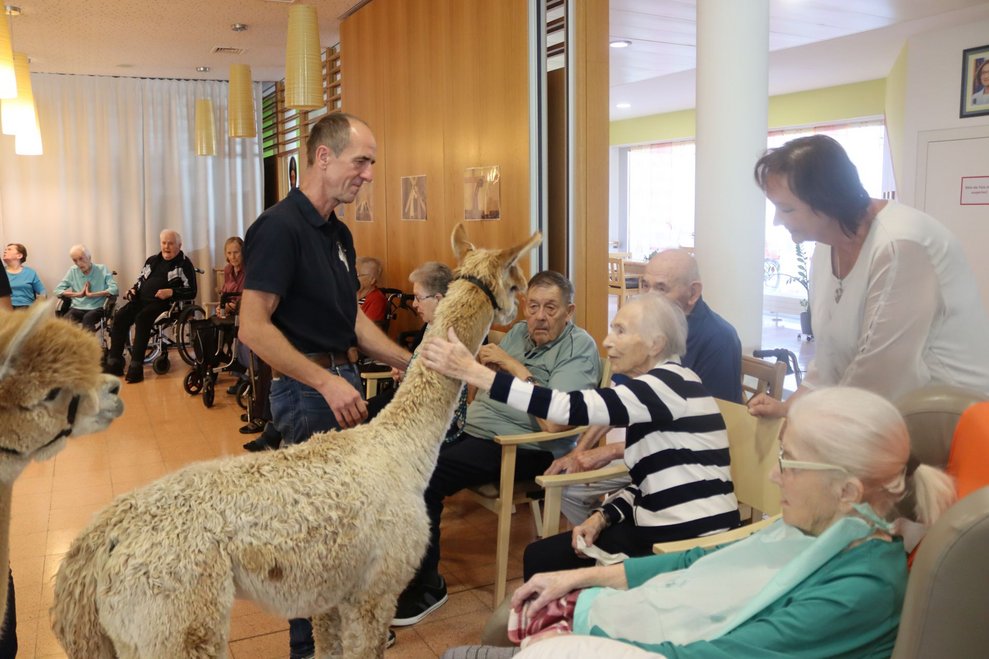 Spannender Besuch - Alpakas im Haus!