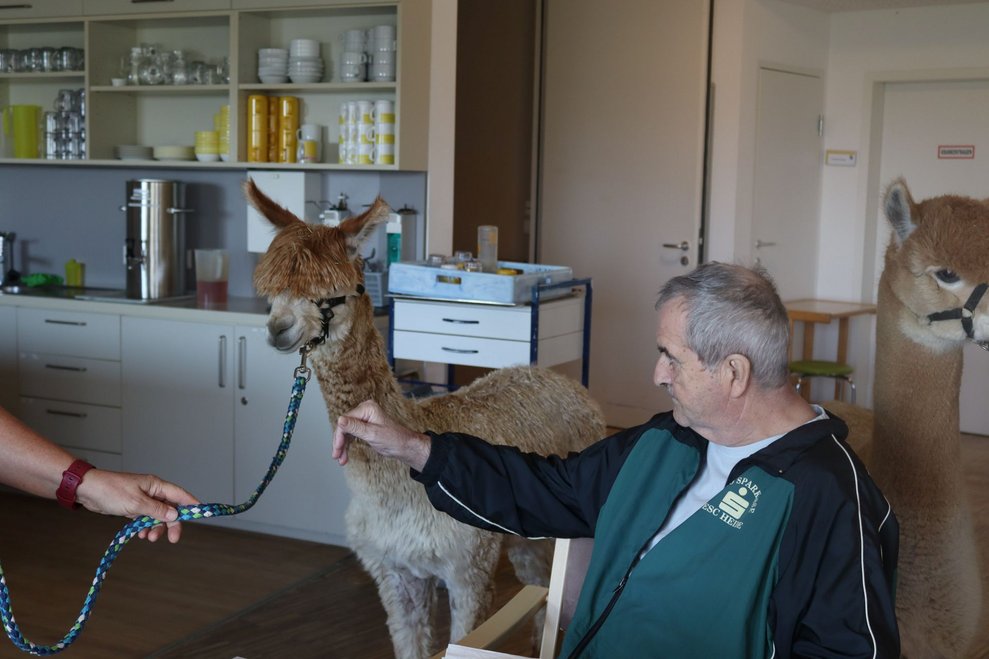 Spannender Besuch - Alpakas im Haus!